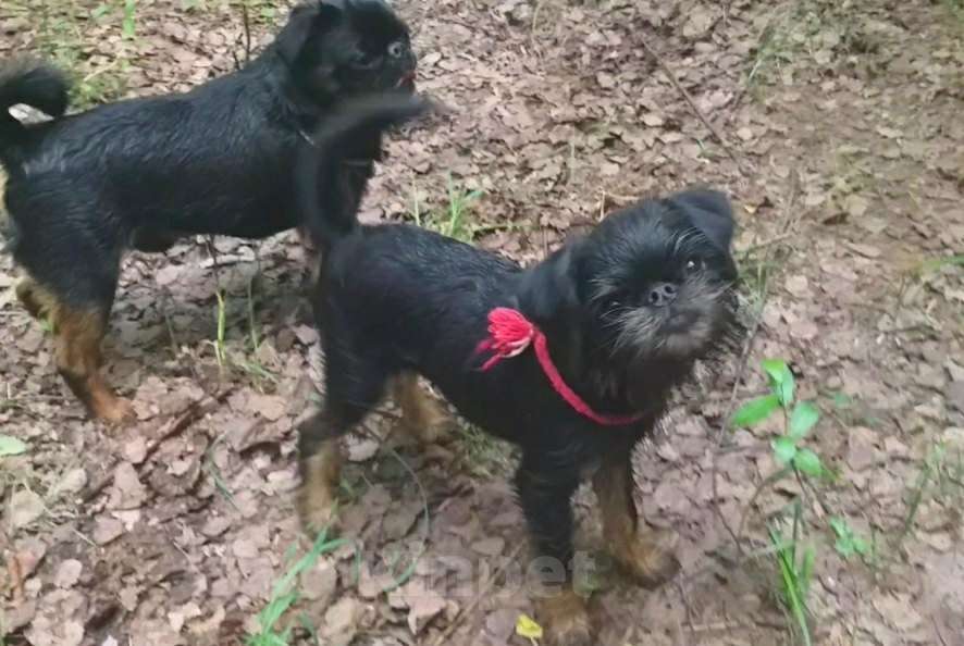 Собаки в Пскове: Бельгийский гриффон Мальчик, 50 000 руб. - фото 3