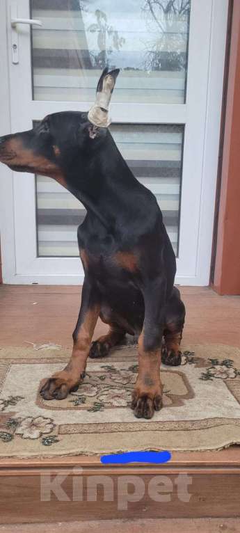 Собаки в Ейске: Щенок добермана Мальчик, 50 000 руб. - фото 3