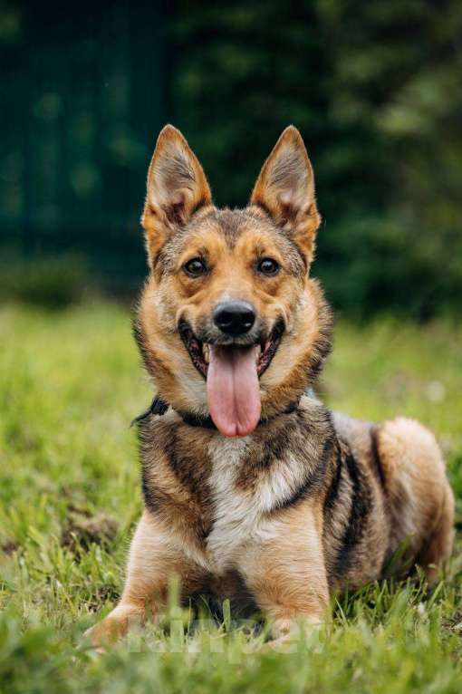 Собаки в Москве: Не большая собачка Лиса Девочка, Бесплатно - фото 4