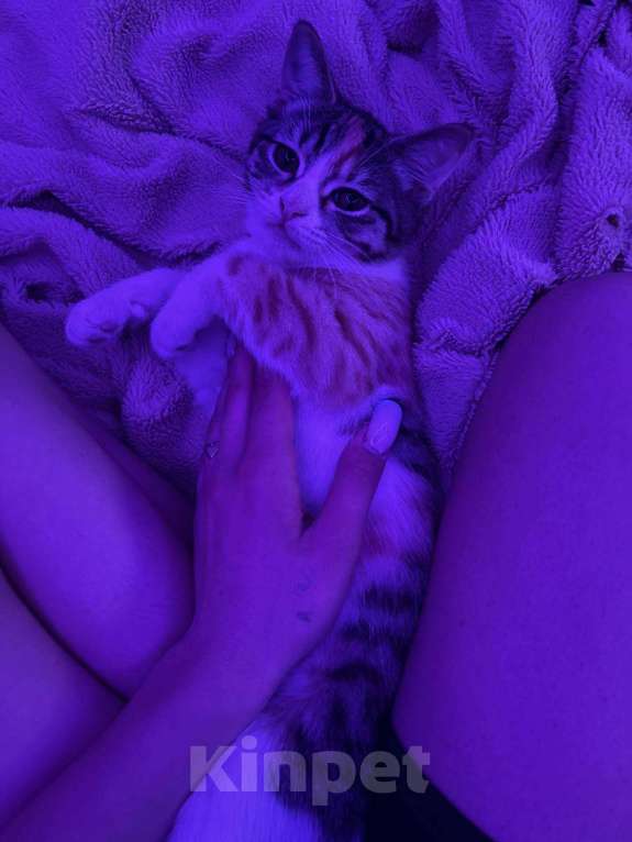 Кошки в Санкт-Петербурге: Прошу помощи Девочка, 1 руб. - фото 3