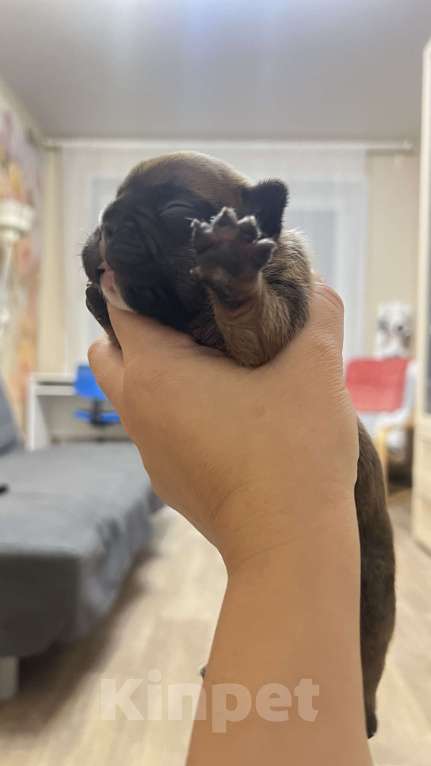 Собаки в Нижнем Новгороде: Резерв щенков породы французский бульдог  Девочка, 30 000 руб. - фото 4