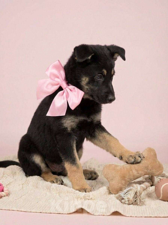 Собаки в Москве: Щенок Дана ищет дом Девочка, Бесплатно - фото 6