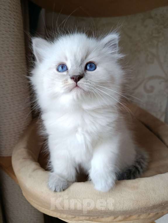 Кошки в Москве: Невская маскарадная Девочка, Бесплатно - фото 2