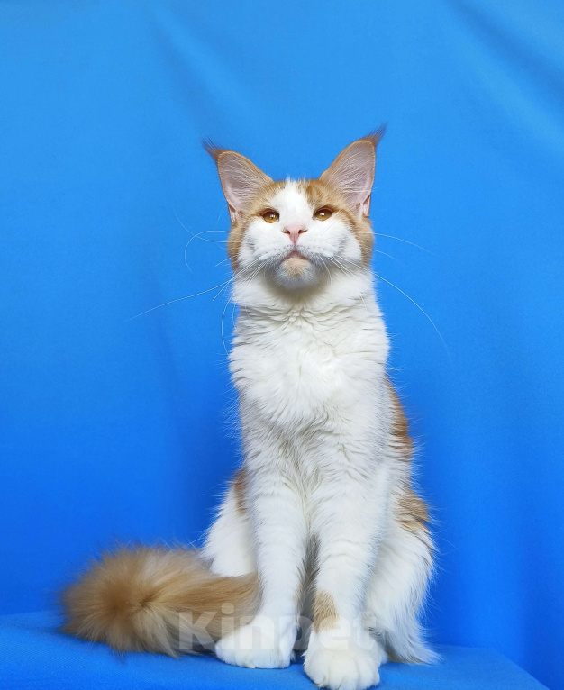 Кошки в Москве: Котёнок Мейн- Кун Девочка Девочка, 35 000 руб. - фото 3