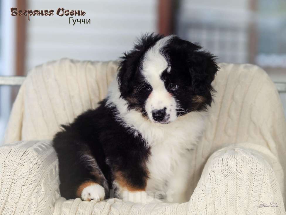 Собаки в других городах Московской области: Продается мальчик миниаусси Мальчик, 60 000 руб. - фото 3