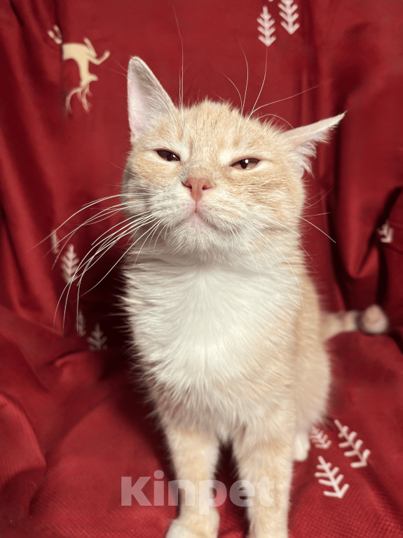 Кошки в Москве: Котик Фокси 7 месяцев Мальчик, Бесплатно - фото 2