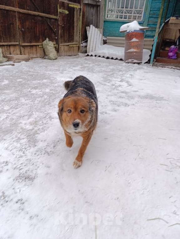 Собаки в Красноярске: Собака Рита в добрые руки в связи с  уходом хозяев, адекватная и любимая Девочка, Бесплатно - фото 4