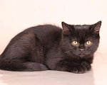 Кошки в Санкт-Петербурге: Черная британская красотка Девочка, 50 000 руб. - фото 2