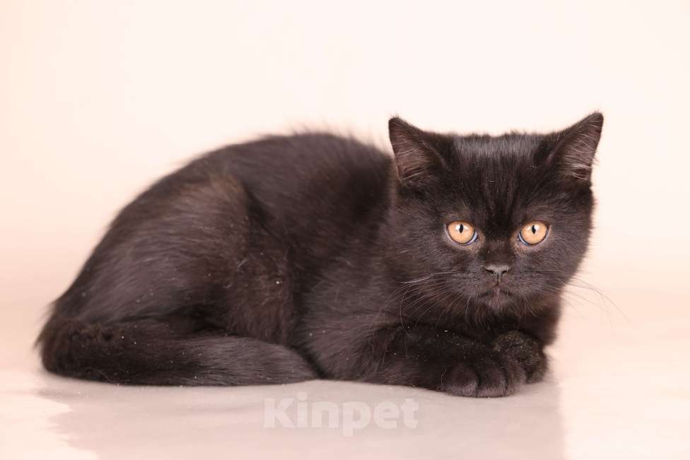 Кошки в Санкт-Петербурге: Черная британская красотка Девочка, 50 000 руб. - фото 2