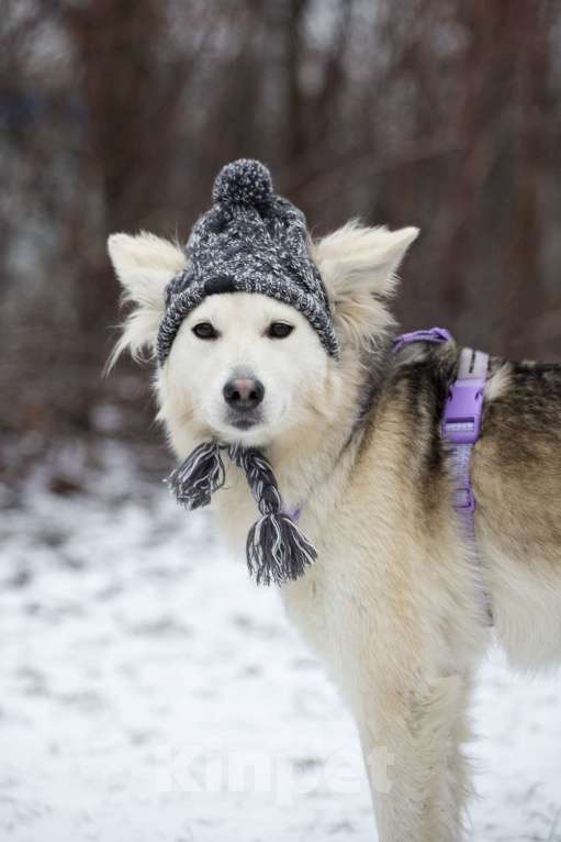 Собаки в Москве: Совсем небольшая ласковая Милка в поисках дома Девочка, Бесплатно - фото 1