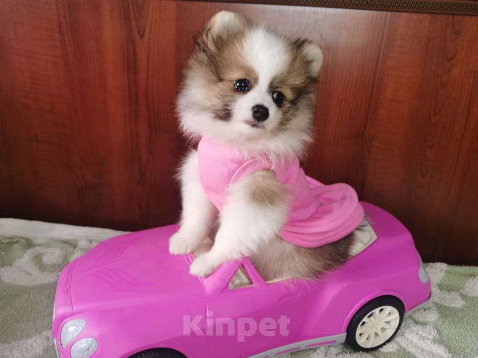 Собаки в Москве: Померанский Шпиц  Девочка, 85 000 руб. - фото 2