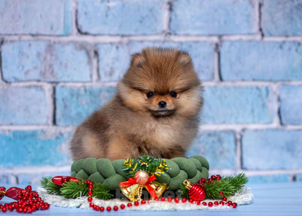 Собаки в Ульяновске: Пуни Девочка, 80 000 руб. - фото 3