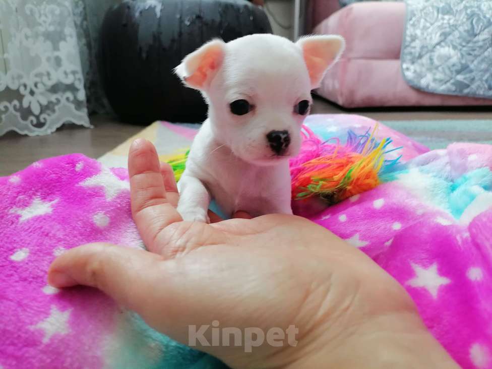 Собаки в Хабаровске: Щенок чихуахуа девочка Девочка, 25 000 руб. - фото 2