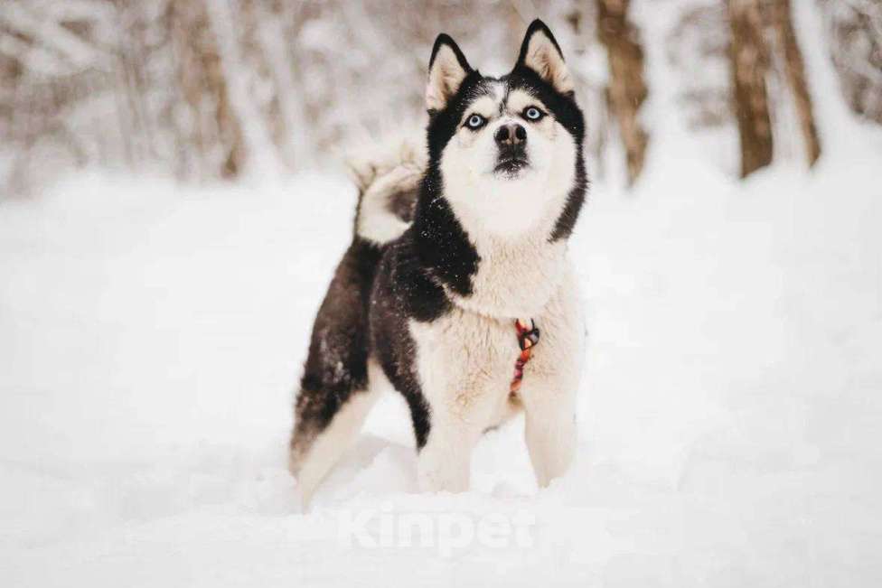 Собаки в Москве: Мива ищет дом Девочка, Бесплатно - фото 1