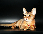 Кошки в Дмитрове: Абиссинские котята, Бесплатно - фото 3