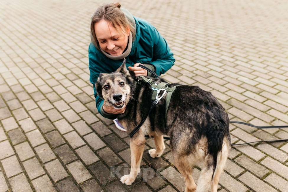 Собаки в Москве: Удивительная Текила ищет дом Девочка, Бесплатно - фото 4