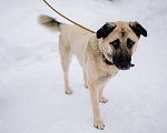Собаки в Пушкино: Чудо-собака в добрые руки Девочка, Бесплатно - фото 3