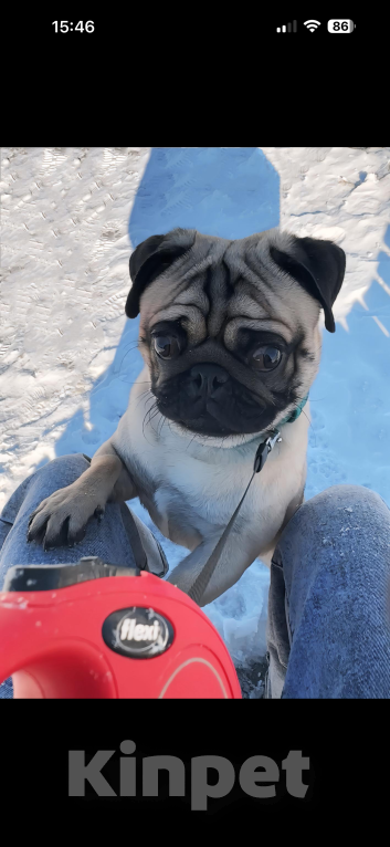 Собаки в Анапе: Мопс Щенок Мальчик, 19 000 руб. - фото 1