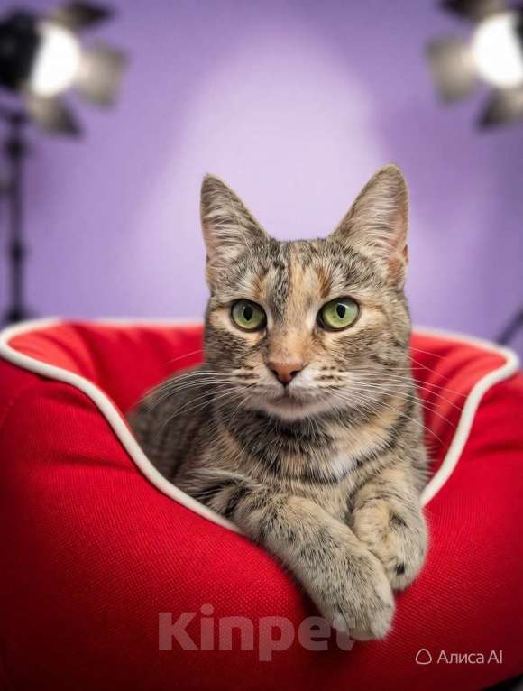 Кошки в Санкт-Петербурге: Очень ласковая молодая кошечка Девочка, Бесплатно - фото 4