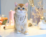 Кошки в Владивостоке: Котёнок британский короткошерстный Мальчик, 80 000 руб. - фото 1