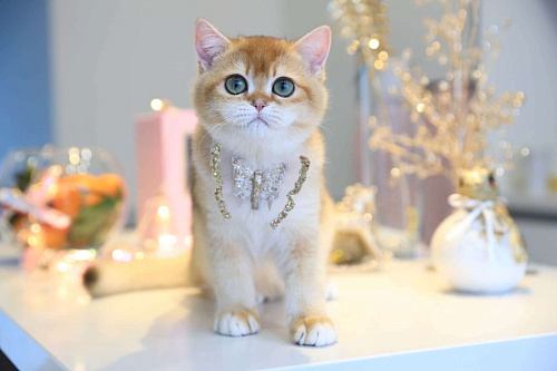 Объявление: Котёнок британский короткошерстный, 80 000 руб., Владивосток