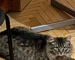 Кошки в Москве: Кошка Лея ищет дом Девочка, Бесплатно - фото 1