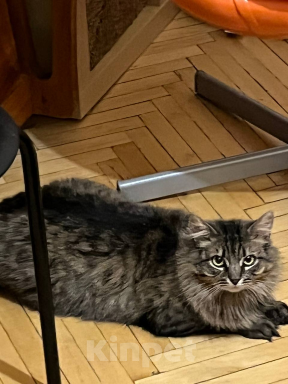 Кошки в Москве: Кошка Лея ищет дом Девочка, Бесплатно - фото 1