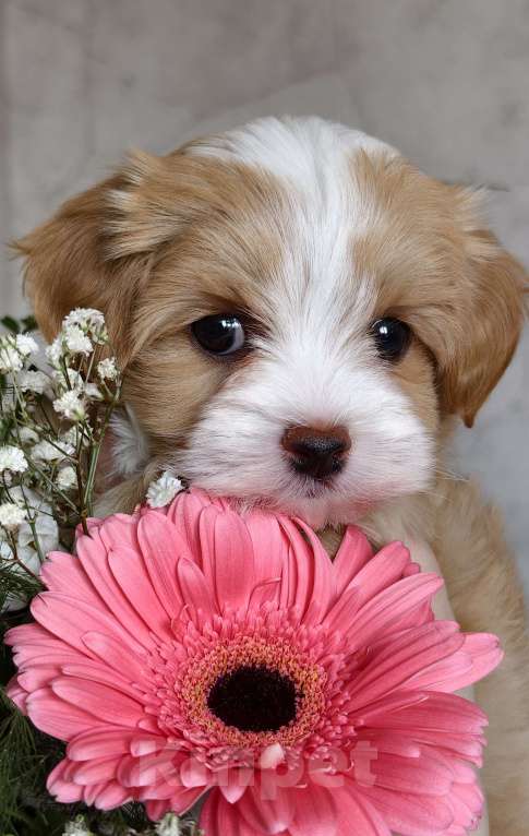 Собаки в Санкт-Петербурге: Щенок мальтипу Девочка, Бесплатно - фото 10