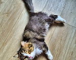 Кошки в Краснодаре: Котик Барс Мальчик, Бесплатно - фото 6