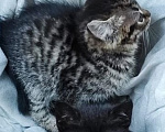 Кошки в Москве: Котенок на улице, ищет дом Мальчик, Бесплатно - фото 3