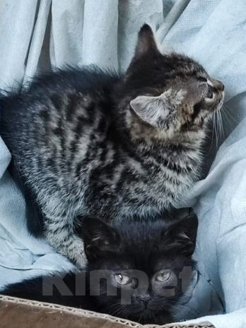 Кошки в Москве: Котенок на улице, ищет дом Мальчик, Бесплатно - фото 3