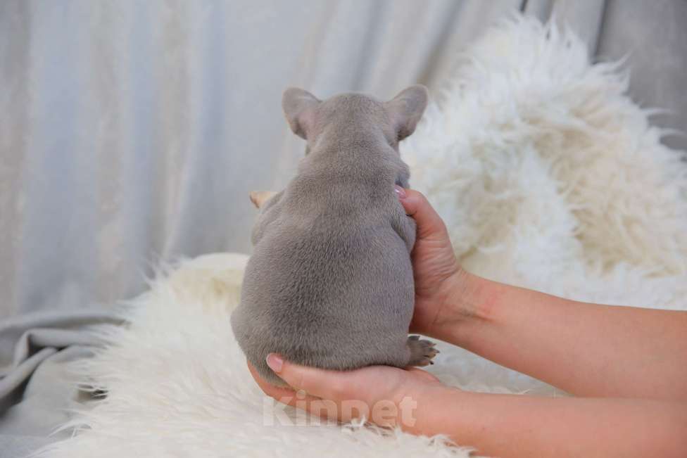 Собаки в Москве: Мадмуазель крошка сью  Девочка, Бесплатно - фото 2