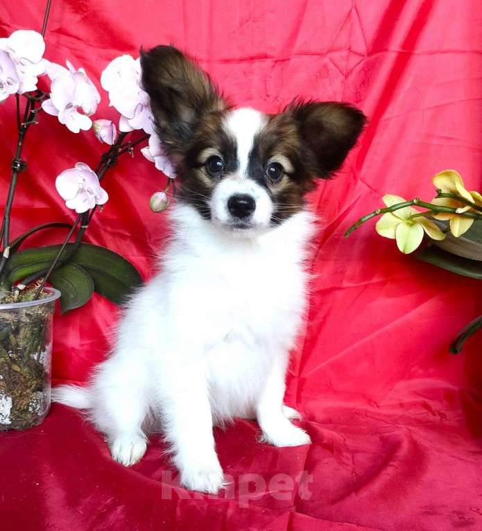 Собаки в Красноармейске: Щенки папийона Мальчик, 35 000 руб. - фото 1