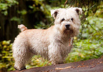 Глен оф Имаал терьер