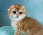 Кошки в Саранске: Вислоухая девочка золотая шиншилла Девочка, 50 000 руб. - фото 6