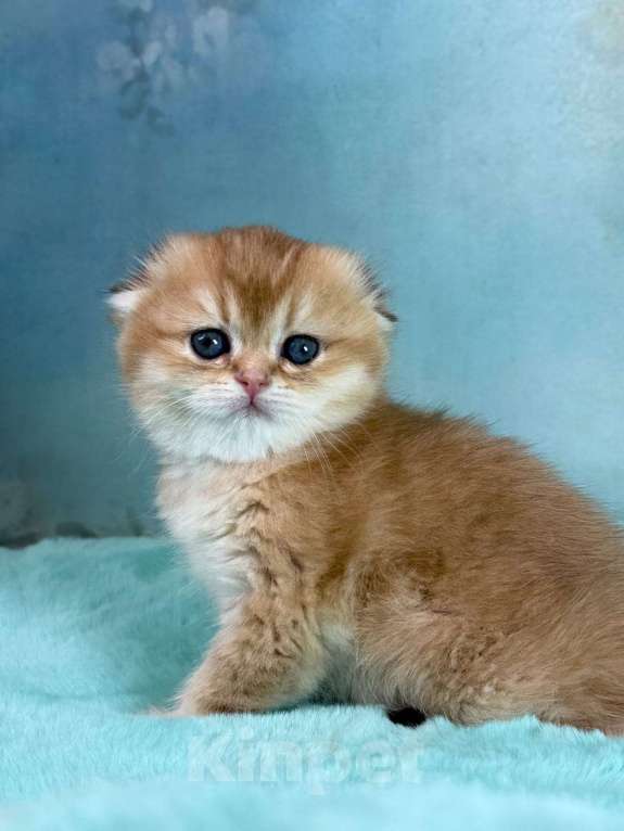 Кошки в Саранске: Вислоухая девочка золотая шиншилла Девочка, 50 000 руб. - фото 6