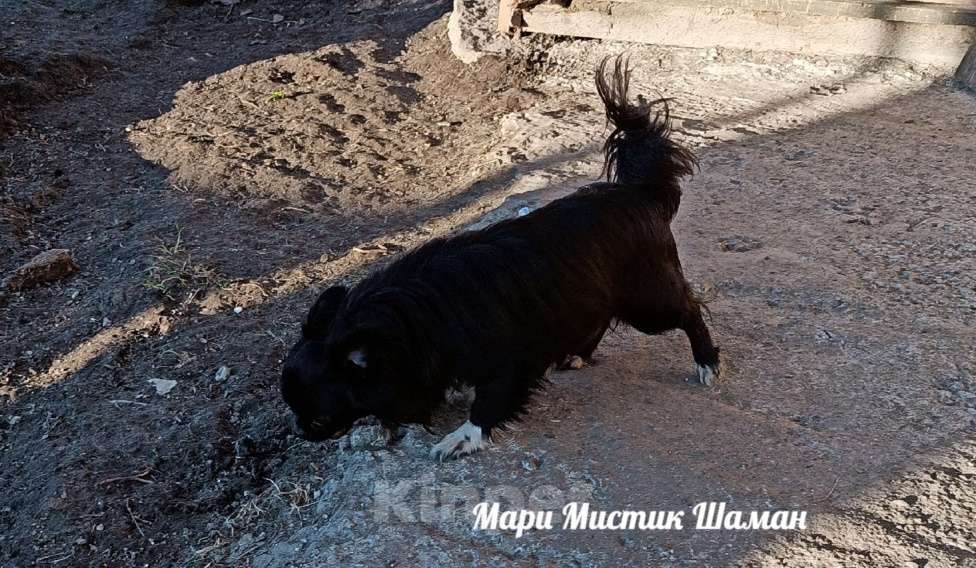 Собаки в Санкт-Петербурге: Шаман черный с белым длинношерстный чихуахуа Мальчик, 70 000 руб. - фото 3