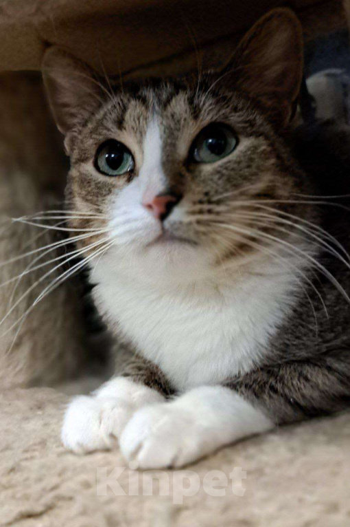 Кошки в Москве: Ласковая Люся ищет дом Девочка, Бесплатно - фото 7