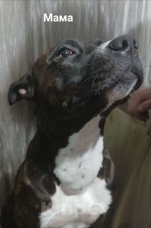 Собаки в других городах Краснодарского края: Американский стаффордширский терьер щенок  Мальчик, 10 000 руб. - фото 3