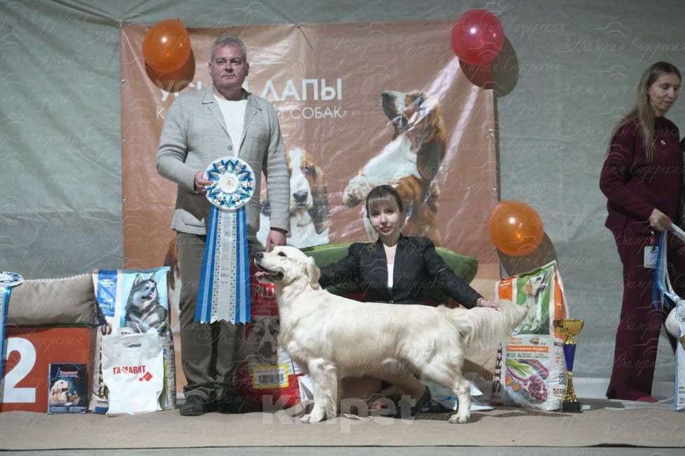 Собаки в Белгороде: Щенки золотистого ретривера Мальчик, 80 000 руб. - фото 2