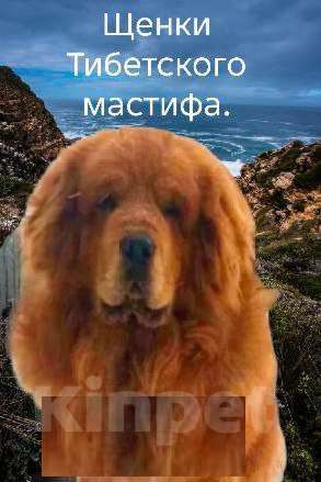 Собаки в Магнитогорске: Щенки Мальчик, 55 000 руб. - фото 1