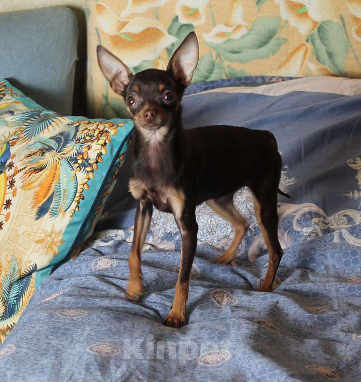 Собаки в Москве: Микро девочка тойчик Девочка, 60 000 руб. - фото 2