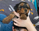 Собаки в Уфе: Щенок йоркширского терьера Разнополые, 25 000 руб. - фото 5