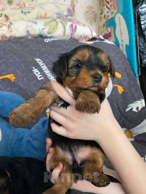 Собаки в Уфе: Щенок йоркширского терьера Разнополые, 25 000 руб. - фото 5
