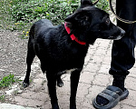 Собаки в Москве: Грустная небольшая  собачка Бритни ищет свою семью Девочка, Бесплатно - фото 4