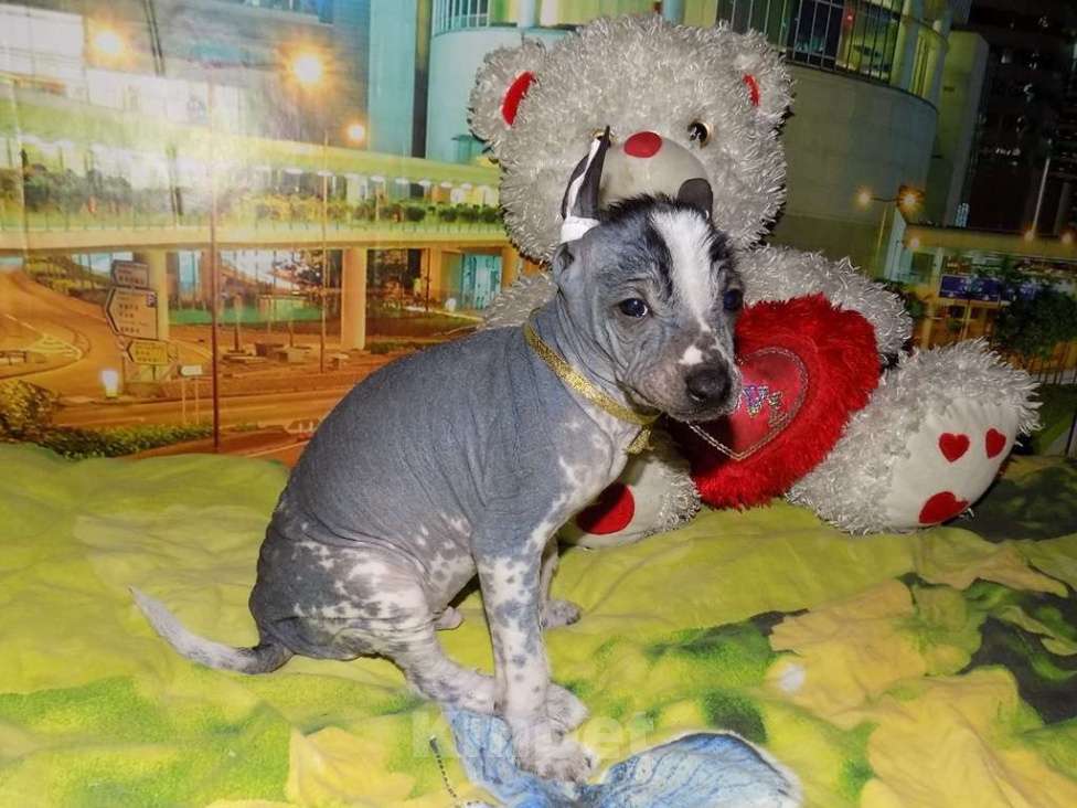 Собаки в Москве: Мексиканская голая, мальчик Мальчик, 20 000 руб. - фото 5