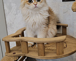 Кошки в Казани: Шотландский прямоухий длинношерстный котенок Мальчик, Бесплатно - фото 1