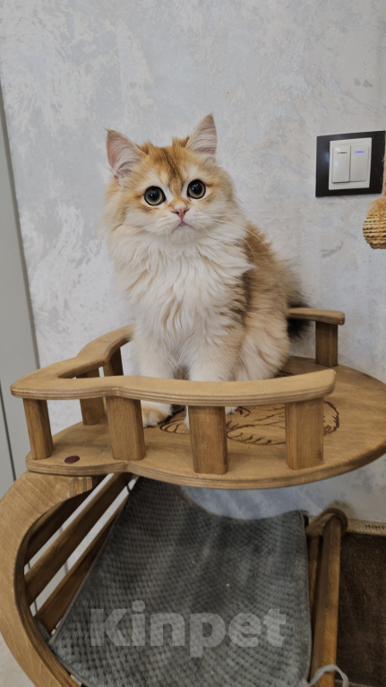 Кошки в Казани: Шотландский прямоухий длинношерстный котенок Мальчик, Бесплатно - фото 1