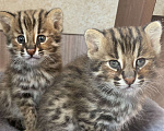 Кошки в Санкт-Петербурге: Амурский леопардовый кот. Мальчик Мальчик, 150 000 руб. - фото 3