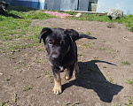 Собаки в других городах Калининградской области: Щенки в добрые руки Девочка, Бесплатно - фото 1